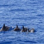 Whale Watching in Mirissa by Catamaran Cruise - Who Will Love This Tour?