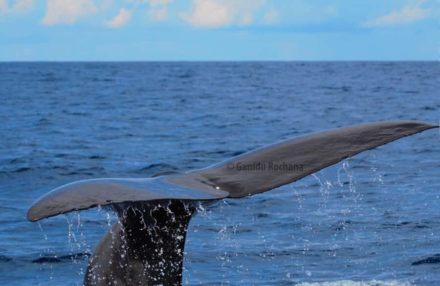 Whale Watching in Mirissa Sri lanka - What to Expect from the Tour