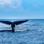 Whale Watching in Trincomalee by Catamaran cruise - Practical Details & Tips for Travelers