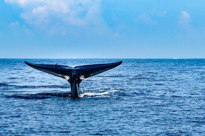 Whale Watching in Trincomalee by Catamaran cruise - Practical Details & Tips for Travelers