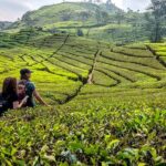 White Crater, Tea Field, Suspension Bridge & Hot Spring Tour - Transportation and Group Size