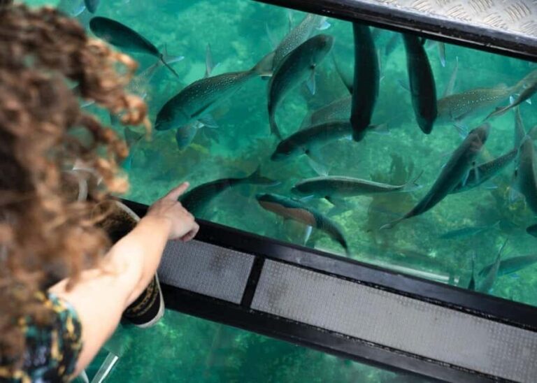 Whitianga: 2-Hour Glass Bottom Boat Cathedral Cove Tour - What Makes This Tour a Great Choice?