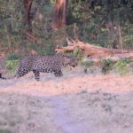 Wildlife Jungle Jeep Safari Ranipur Range, Rajaji National Park - Final Thoughts