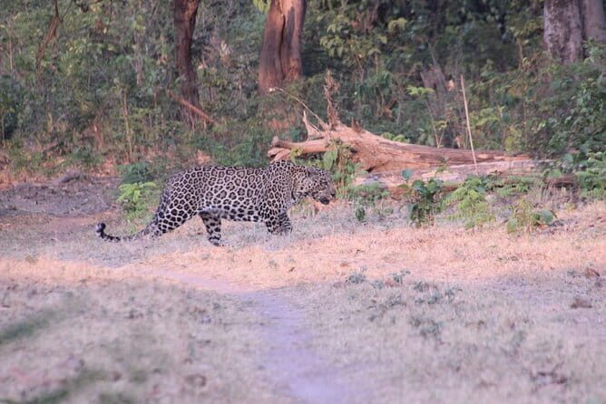 Wildlife Jungle Jeep Safari Ranipur Range, Rajaji National Park - Final Thoughts