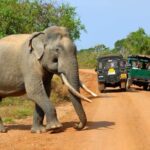 Wildlife safari at Yala National Park - How Does the Pricing Reflect the Experience?