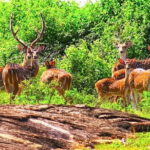 Wildlife Safari Udawalawa - The Value of This Safari
