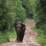 Wilpattu National Park Private Safari - Whats Included and What to Consider