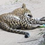 Wilpattu National Park | Private Safari Tours - What You Will Experience