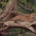 Wilpattu National Park Safari, Budget Tour from Colombo - FAQs