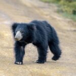 Wilpattu National Park Safari from Dambulla - Possible drawbacks to keep in mind