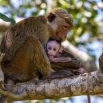 Wilpattu Safari Drive From Trincomalee, Nilaveli & Suburbs - Final Thoughts