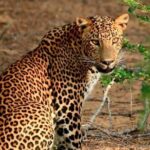 Wilpattu Wild Safari Day Trip - Private & All Inclusive - FAQ