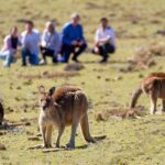Wineglass Bay And Maria Island Wildlife Scenic Flight From Hobart - Why This Tour Is Worth Considering