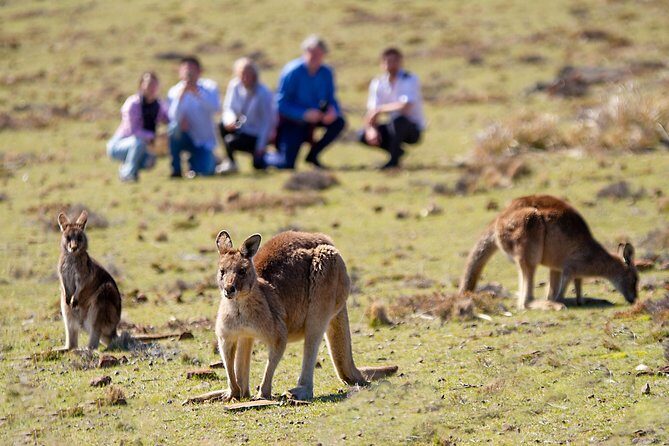 Wineglass Bay And Maria Island Wildlife Scenic Flight From Hobart - Why This Tour Is Worth Considering