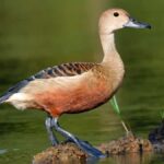 Wings of Wonder: A Half-Day Birding Tour in Siem Reap[Share] - The Value of the Experience
