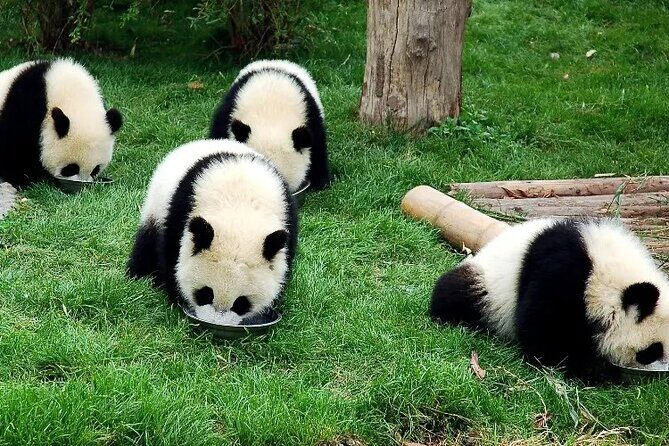 Wolong Panda Base Private Day Tour Optional Volunteering - Optional Volunteering: Making a Difference