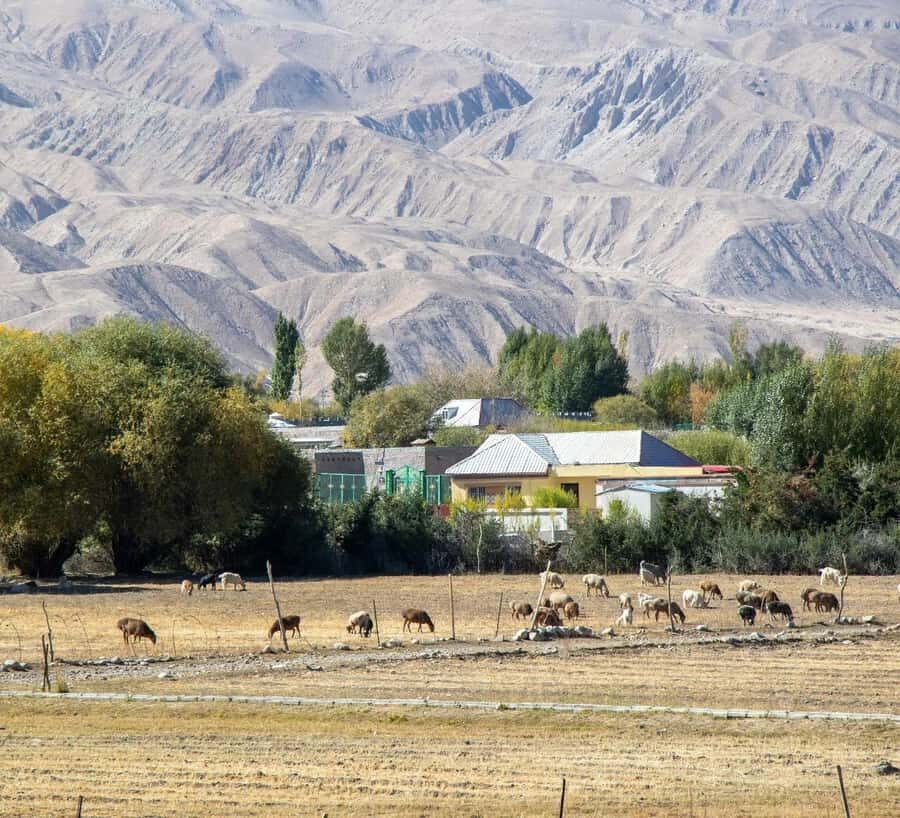 Xi'an: 12-Day Silk Road Tour to Kashgar - Transportation & Comfort