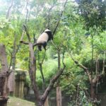 Xi'an/Chengdu Giant Panda Base Day Trip - Deep Dive into the Details