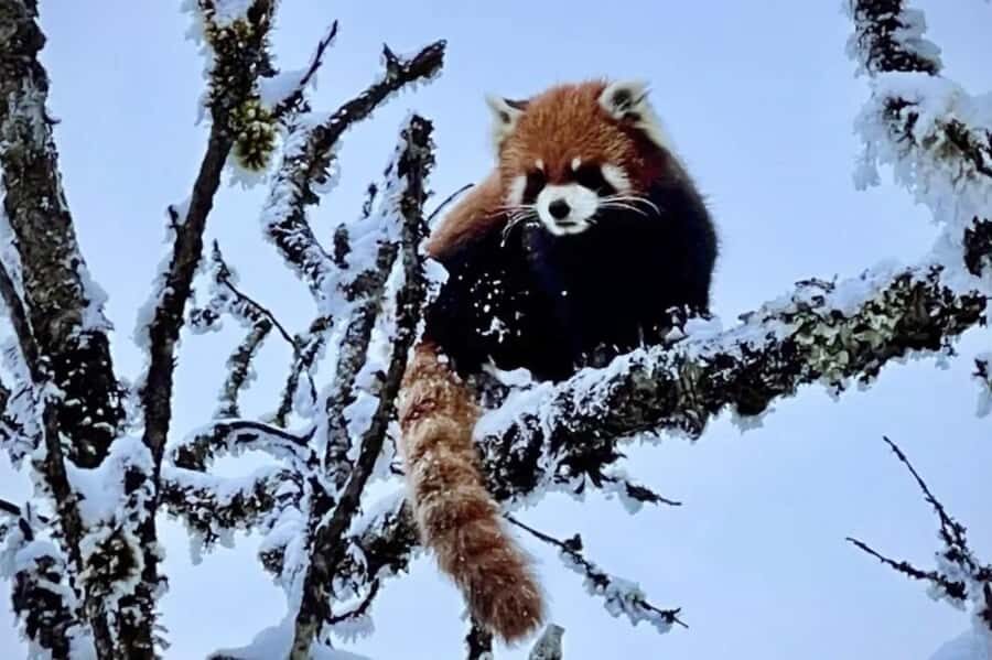 Xiling Snow Mountain Day Trip Ski, Cableway & Cloud Views - How the Day Unfolds