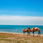 Xining: Qinghai Lake Private Day Tour with Bike Ride - Why This Tour Offers Great Value
