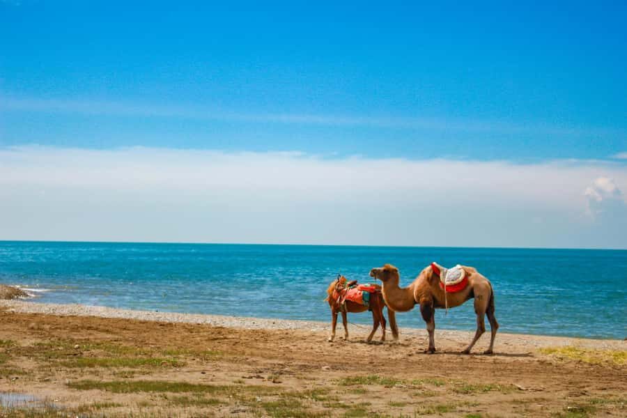 Xining: Qinghai Lake Private Day Tour with Bike Ride - Why This Tour Offers Great Value