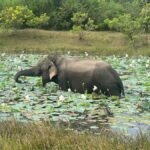 Yala and Udawalawe National Park Safari one Day-All included - Practical Details and Transportation