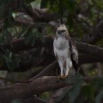 Yala Block 5 Safari - Untouched, Pure Wilderness & No Crowds! - Practical Details and Value