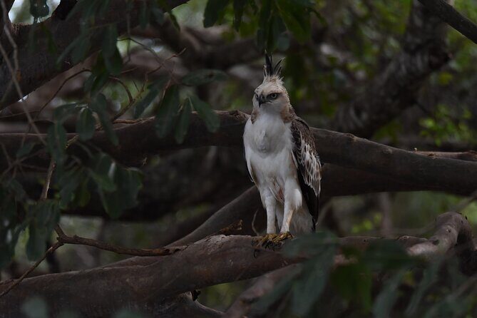 Yala Block 5 Safari - Untouched, Pure Wilderness & No Crowds! - Practical Details and Value