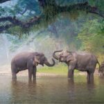 Yala & Bundala Both National Parks: One Day Safari Tour - Value and Practical Aspects