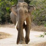 Yala Eco Safari  Wild Conservation Expedition - Exploring Yala National Park: An In-Depth Look