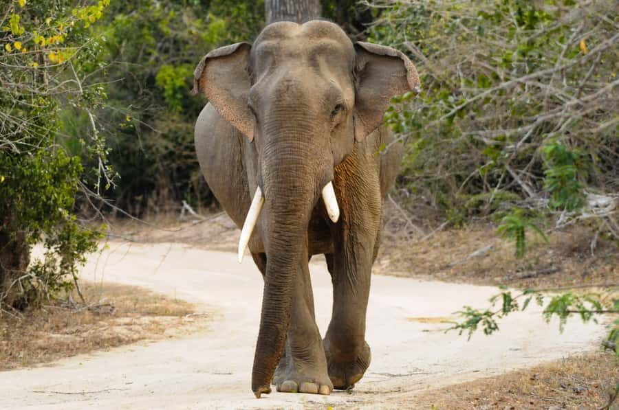 Yala Eco Safari  Wild Conservation Expedition