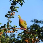 Yala Full Day Private Tour and Safari from Colombo or Negombo - A Closer Look at the Itinerary