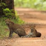 Yala/Mirissa: All Inclusive Full-Day Safari at Yala Park - Why This Safari Offers Great Value