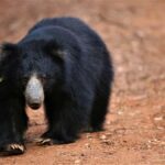 Yala/Mirissa: All Inclusive Half-Day Safari at Yala Park - Value & Practical Tips