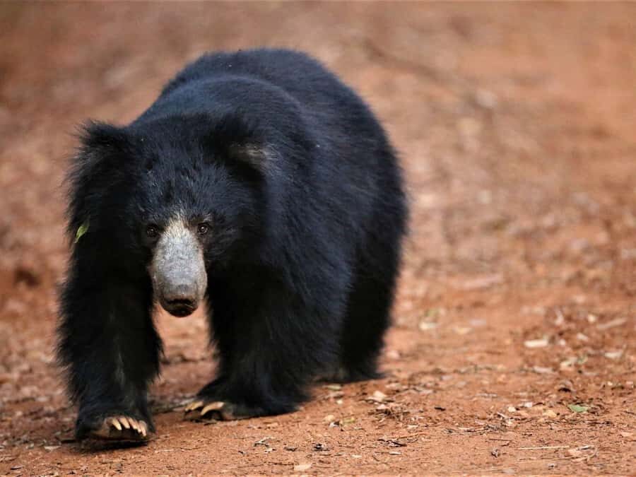 Yala/Mirissa: All Inclusive Half-Day Safari at Yala Park - Value & Practical Tips