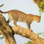 Yala National Park: Day Trip From Riu Hotel Ahungalla - Yala National Park: What Makes It Special?