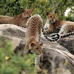 Yala National Park Entrance Ticket with Private Safari - Exploring the Yala Safari: What You Can Expect