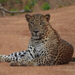 Yala National Park Full Day Safari - Ceylon Safari Tours - Price & Value Analysis