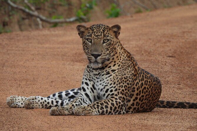 Yala National Park Full Day Safari - Ceylon Safari Tours - Price & Value Analysis