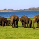 Yala National Park Full Day Safari Tour from Ella - The Long Day: Who Should Consider This Tour?