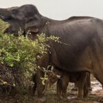 Yala National Park Full Day Safari Tours Eagle Safari - Who Should Consider This Tour?