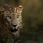 Yala National Park Guided Safaris - The Practicalities: Price, Duration, and Logistics
