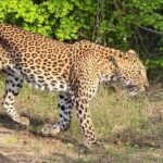 Yala National Park Half & Full Day Safari Tour By Nehansa Tours - A Closer Look at the Practicalities