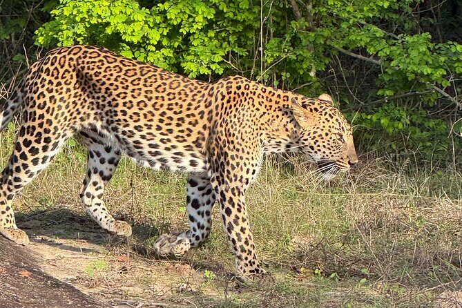 Yala National Park Half & Full Day Safari Tour By Nehansa Tours - A Closer Look at the Practicalities