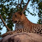 Yala National park: Hotel stay or pickup your hotel & Safari - The Itinerary in Detail