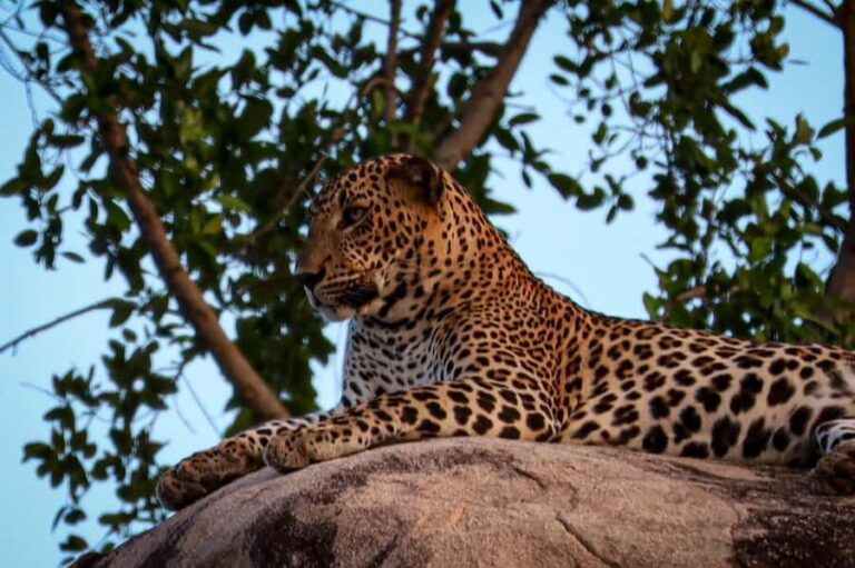 Yala National park: Hotel stay or pickup your hotel & Safari - The Itinerary in Detail