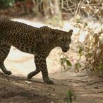 Yala National Park Jeep Safari from Hambantota Port Pickup - The Itinerary in Detail