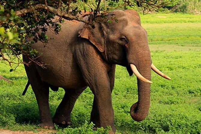 Yala National Park Leopard Safari - HALF DAY/FULL DAY TOUR - Who Should Consider This Safari?