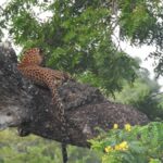 Yala National Park: Leopard Safari incl. Entry tickets - What the Tour Looks Like Step-by-Step