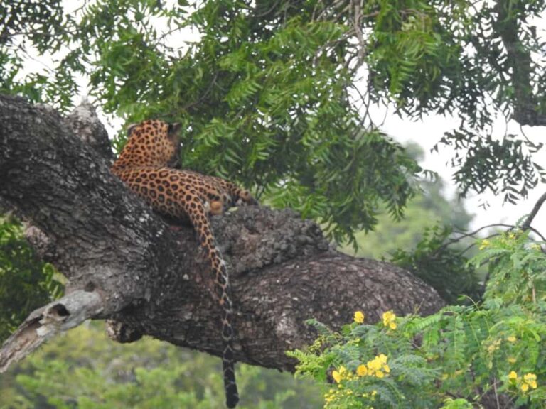 Yala National Park: Leopard Safari incl. Entry tickets - What the Tour Looks Like Step-by-Step